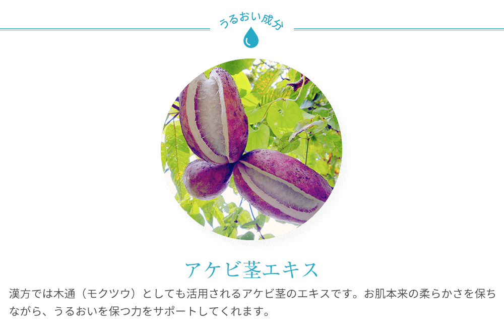 うるおい成分 アケビ茎エキス