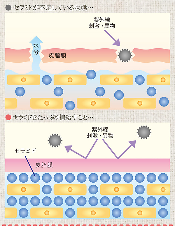 セラミドって何？肌の細胞と細胞の間には隙間がありますが、この隙間を埋めて外部の刺激から守ったり、角質層の水分を保持しているのがセラミドです。年齢とともに減少し30代では20代の60％に減ってしまいます。